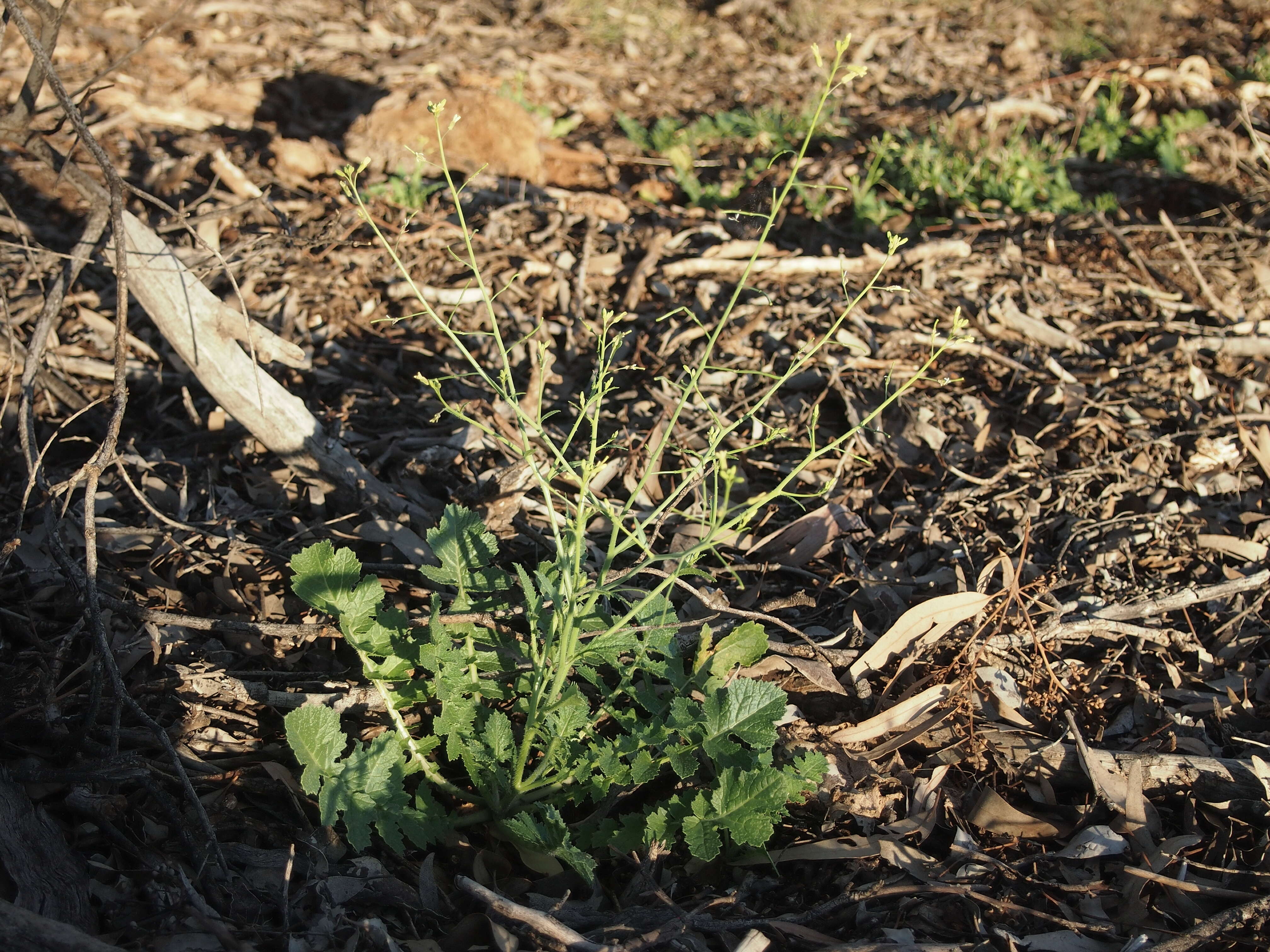 Image of Asian mustard