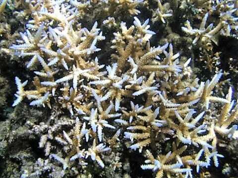 Image of Small base staghorn coral