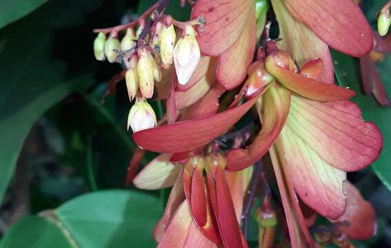 Image of Hopea parviflora Bedd.