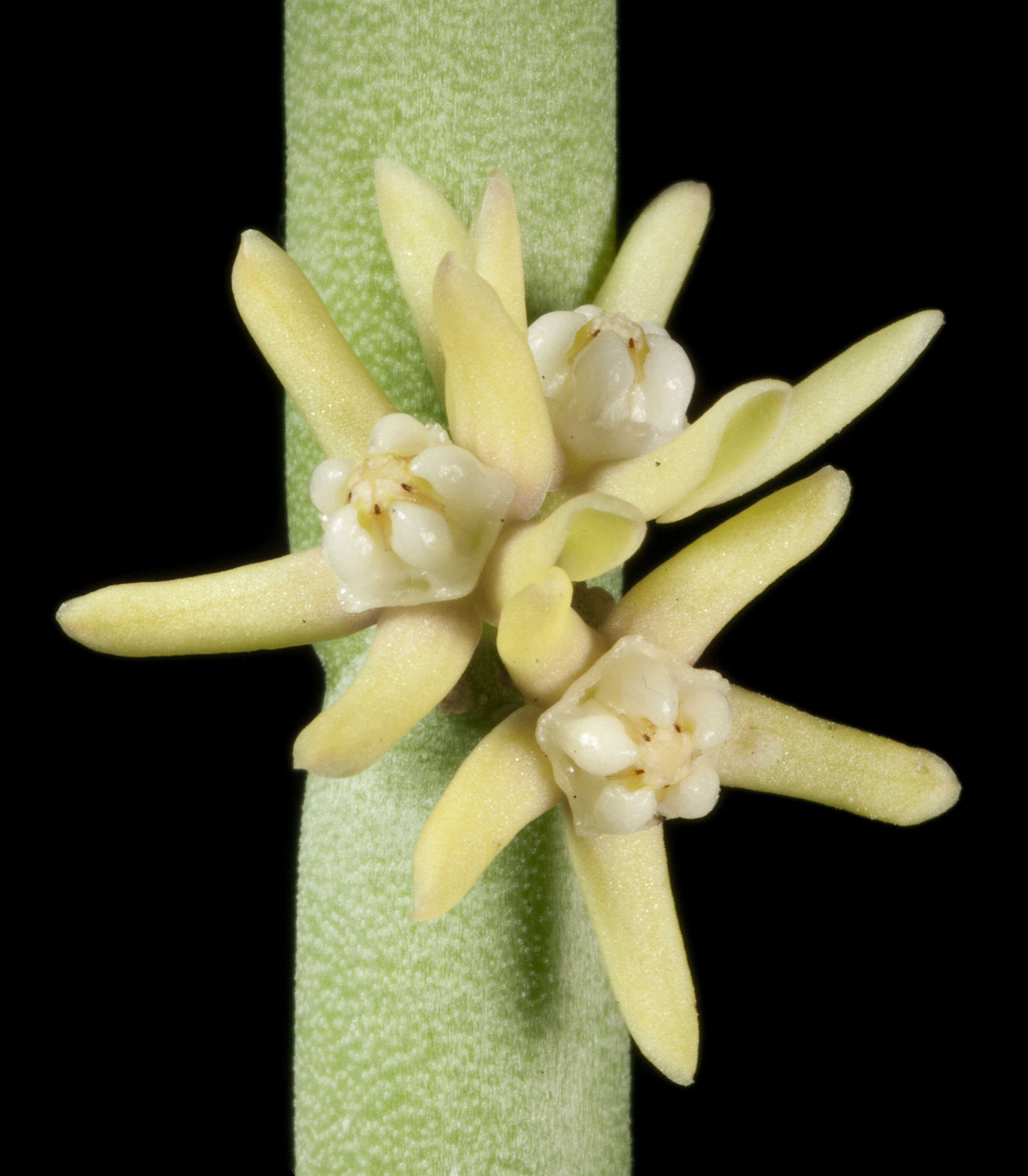 Image of Cynanchum viminale (L.) L.