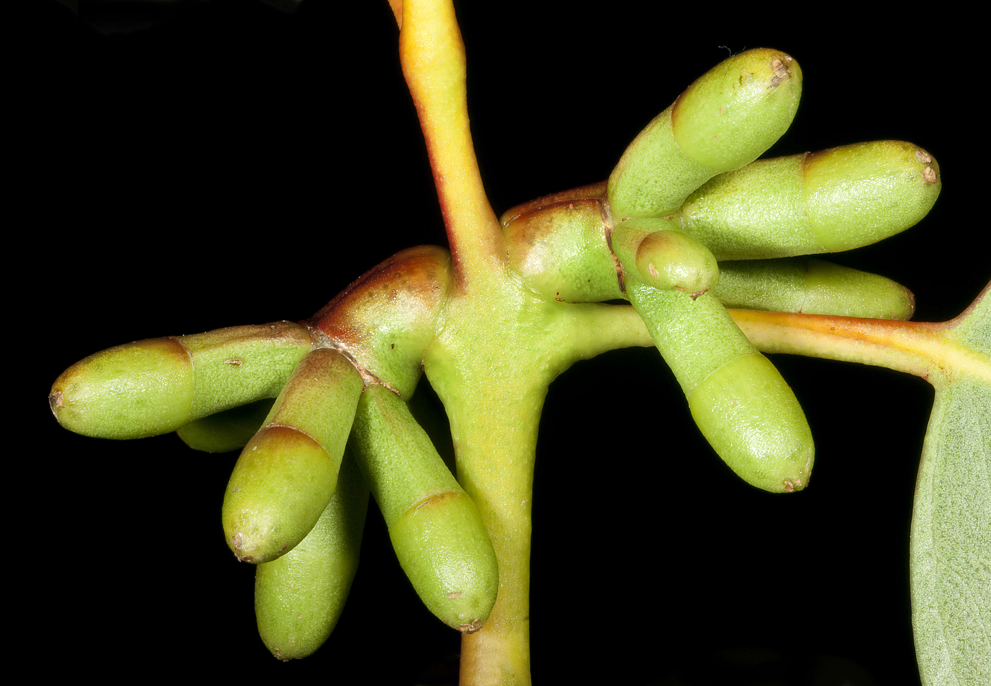 Image of coarse-leaf mallee