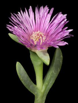 Image of Carpobrotus virescens (Haw.) Schwant.