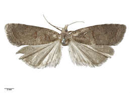 Image of Epichorista tenebrosa Philpott 1917