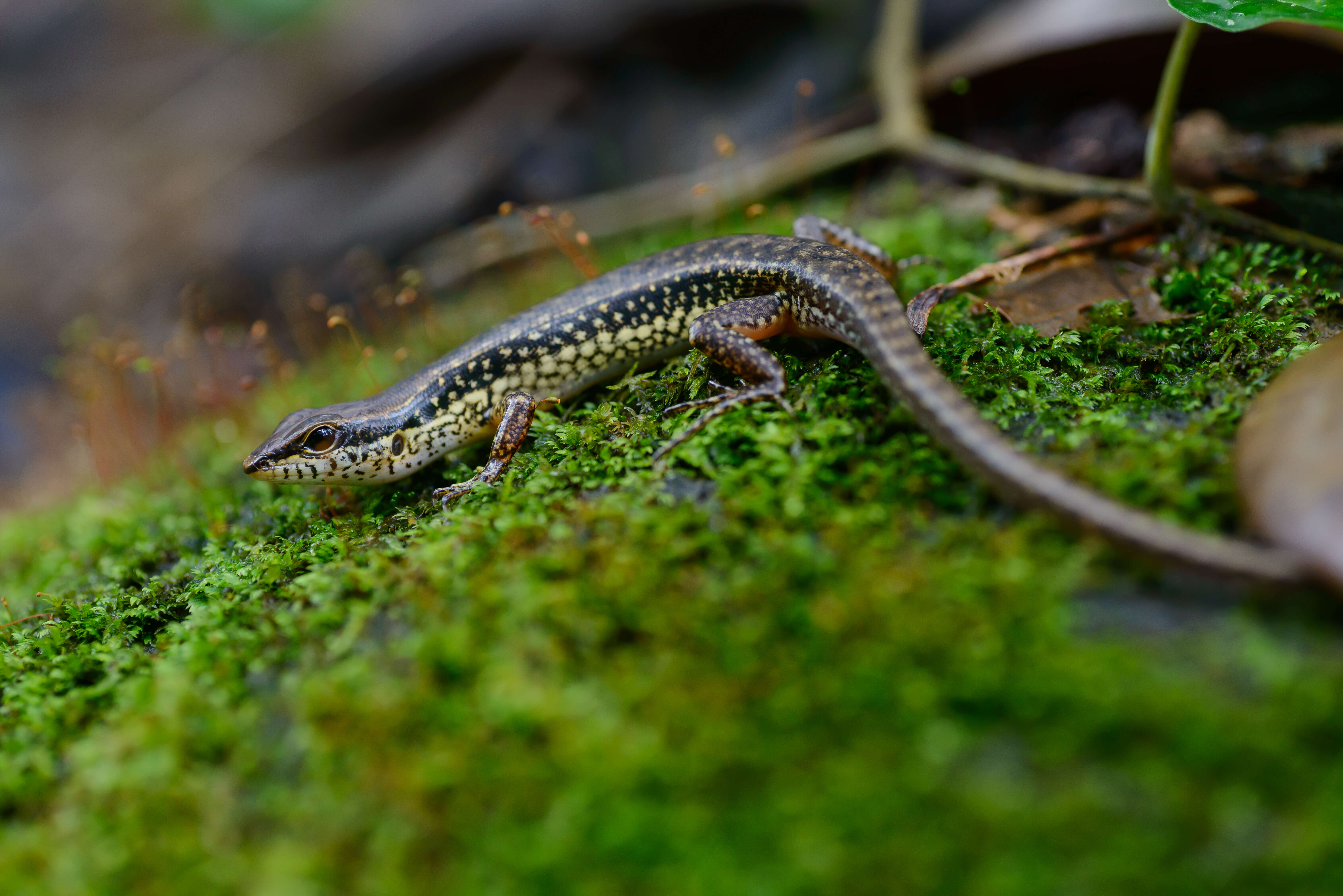 Sphenomorphus maculatus (Blyth 1853) resmi