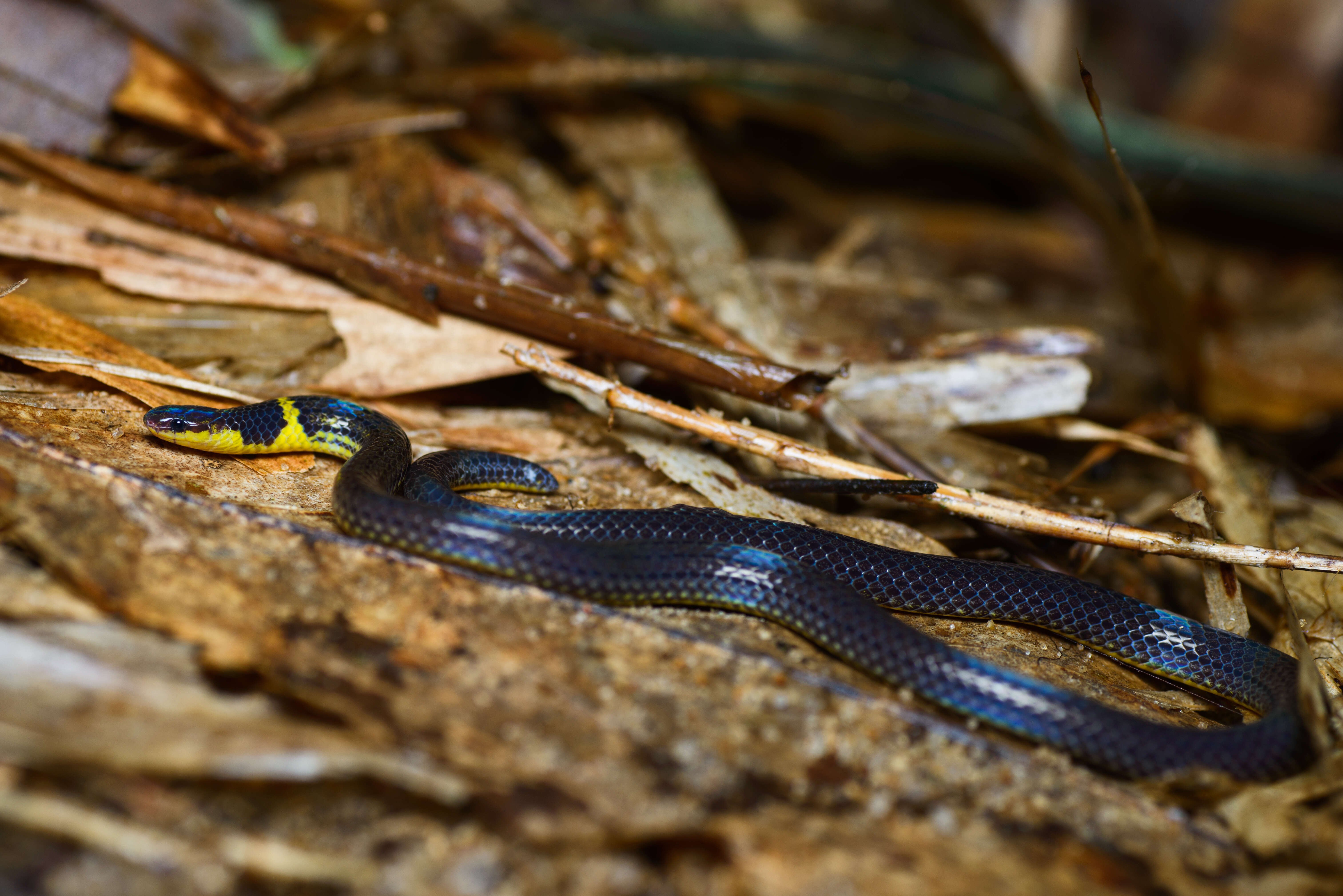 Image of Brown Reed Snake