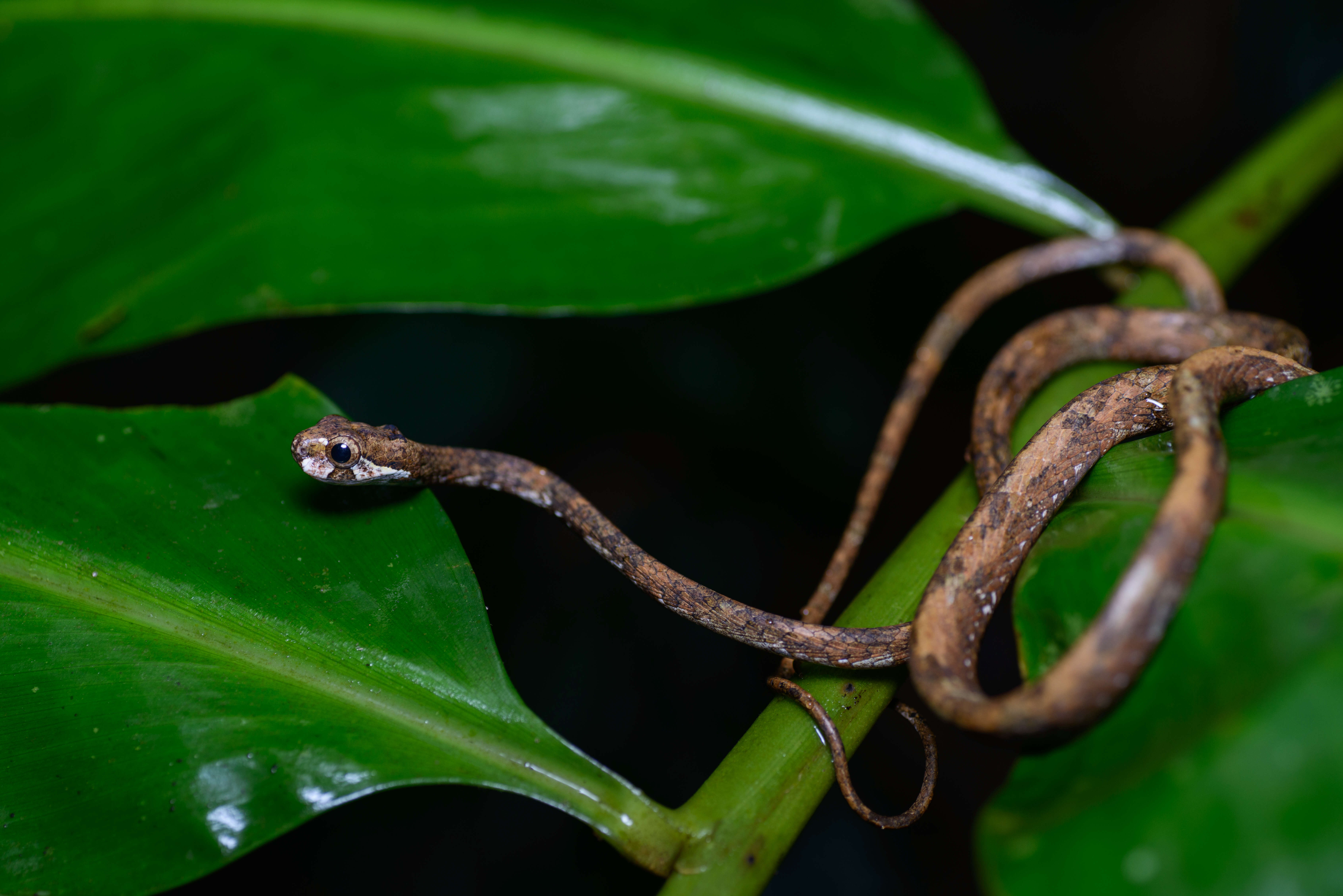 Image of Blunt-head Slug Snake