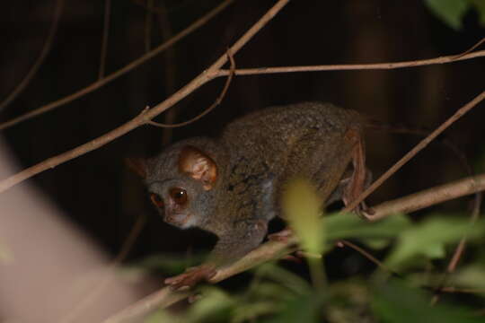 Image of Siau Island Tarsier