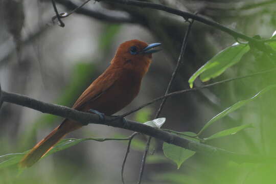 Image of Rufous Paradise Flycatcher