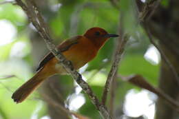 Image of Rufous Paradise Flycatcher