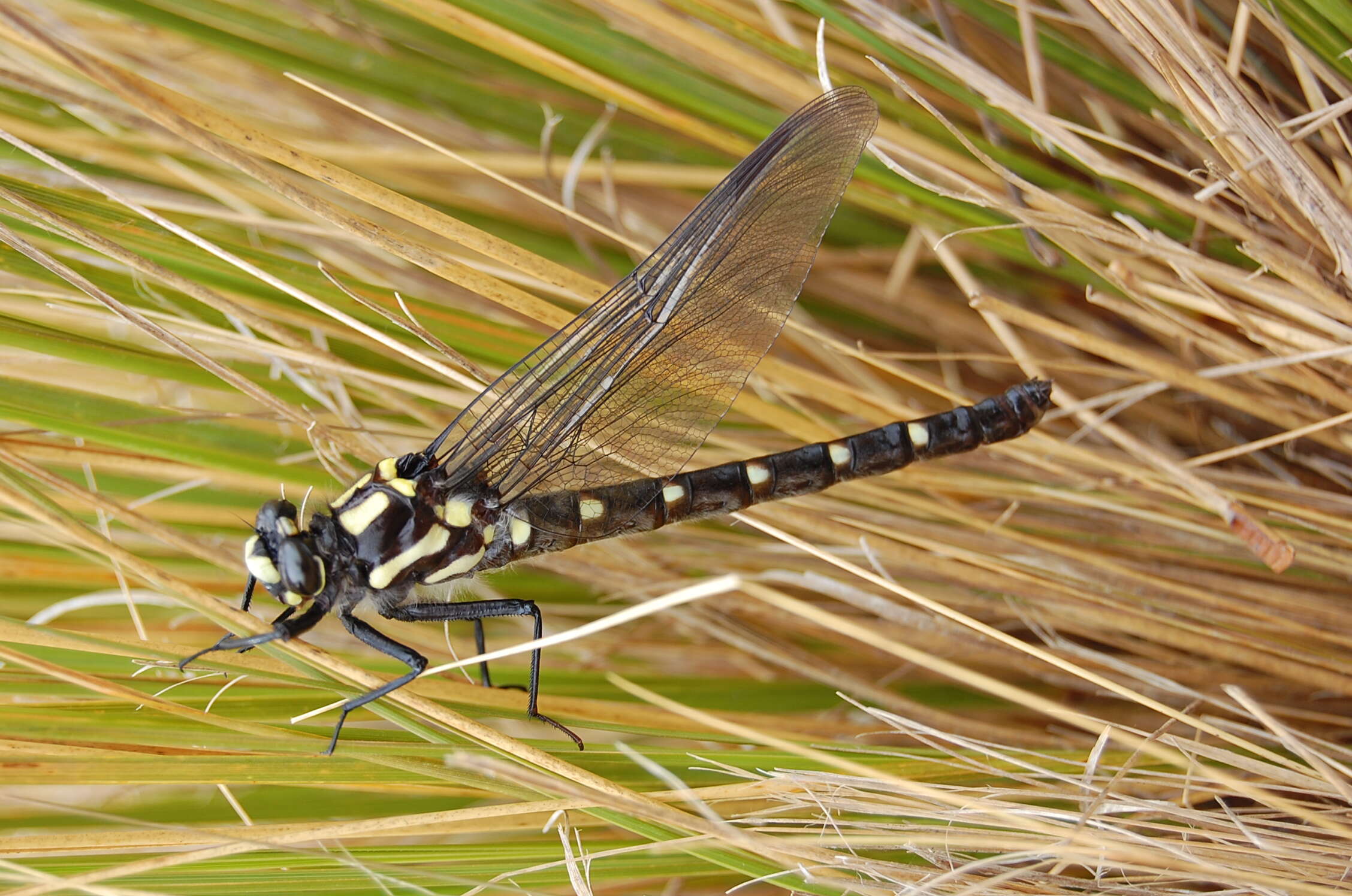 Image of Mountain Giant Dragonfly