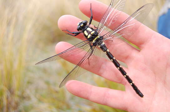 Image of Mountain Giant Dragonfly