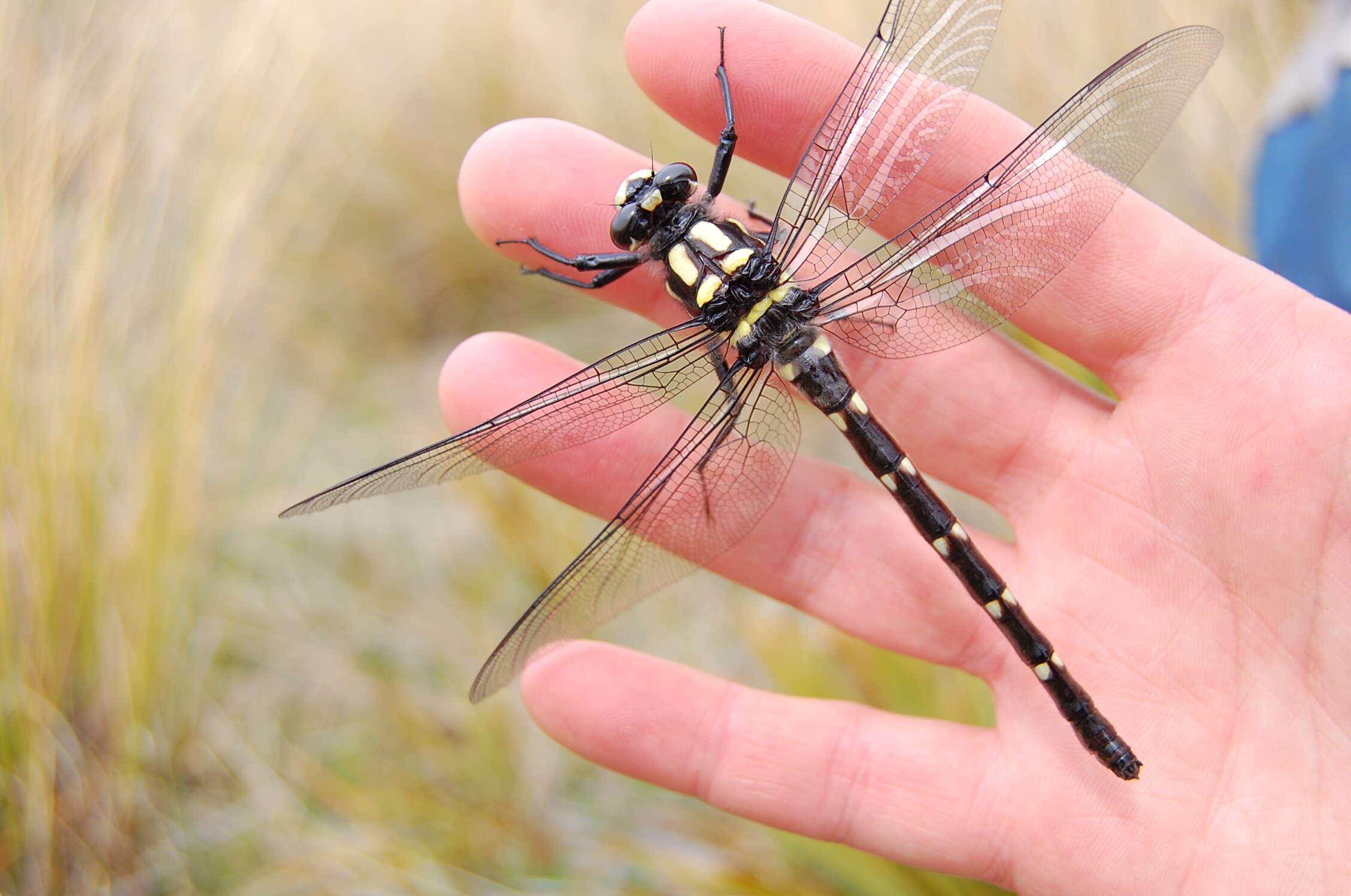 Image of Mountain Giant Dragonfly