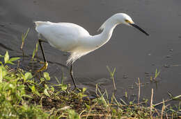 Image of Snowy Egret