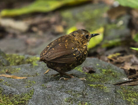 Image of Pygmy Cupwing