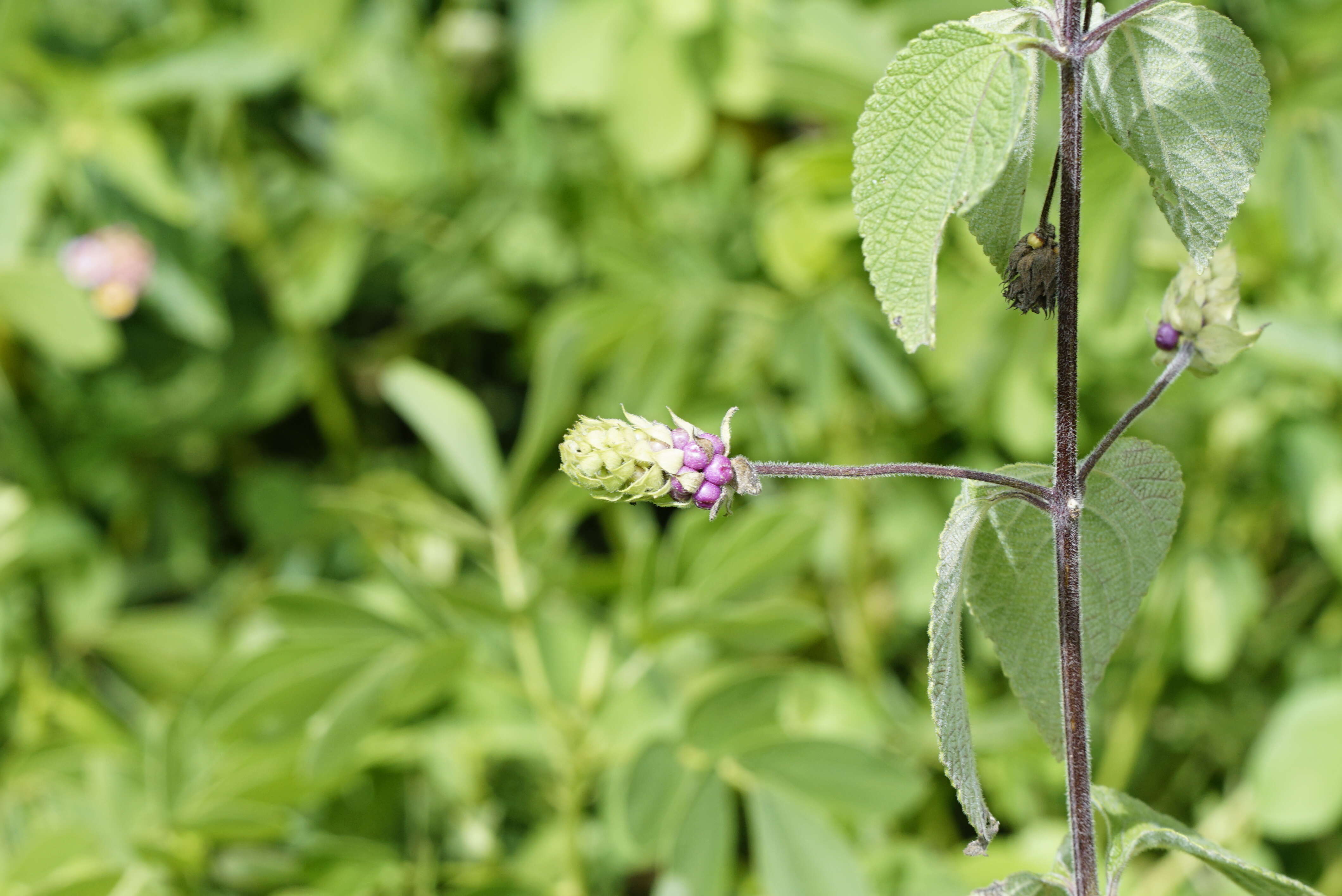 Image of lippia