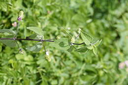 Image of lippia