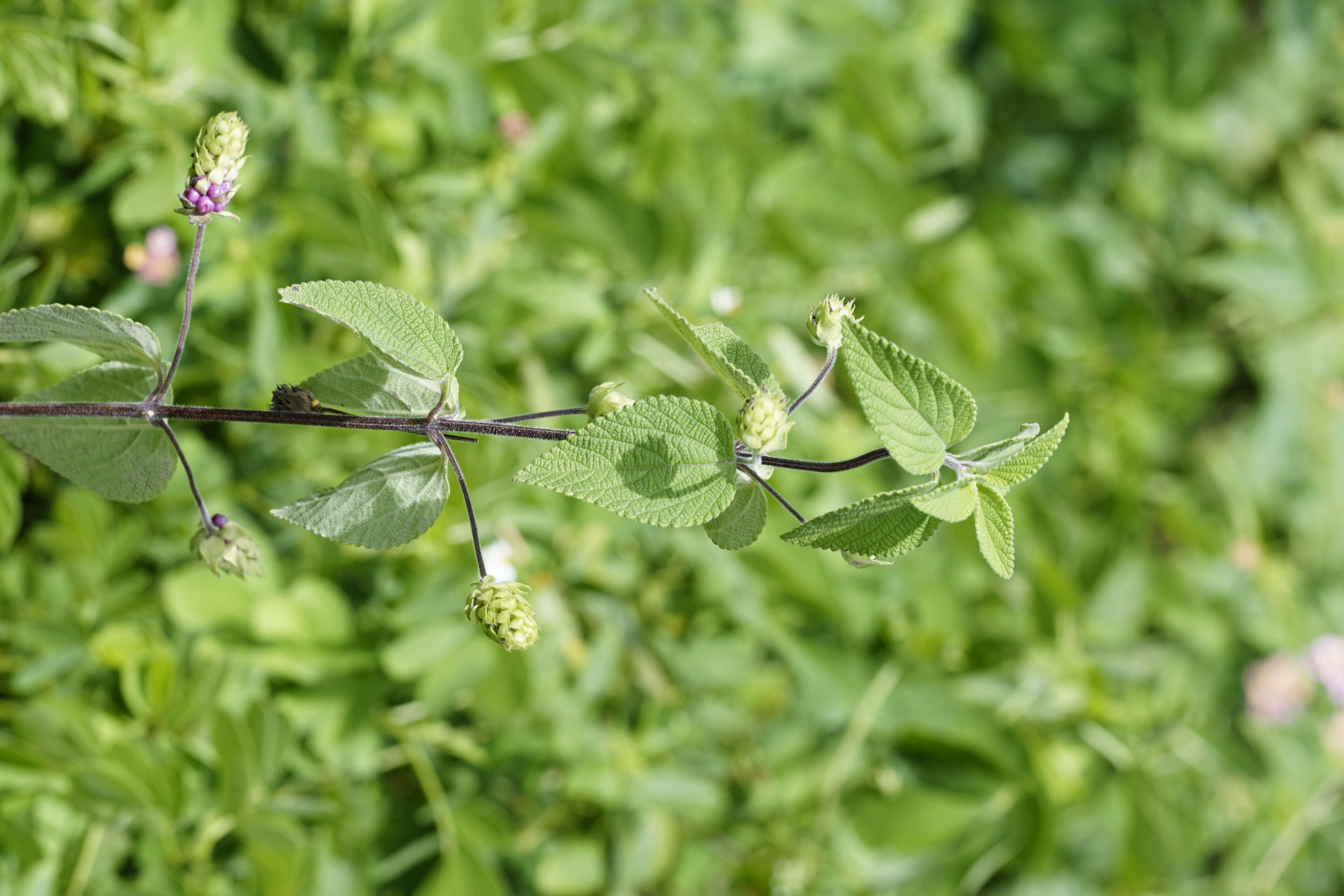 Image of lippia