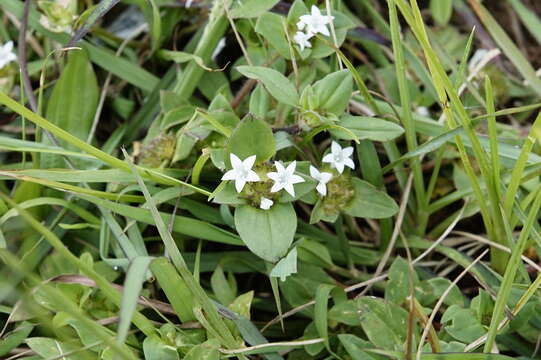 Image of rough Mexican clover