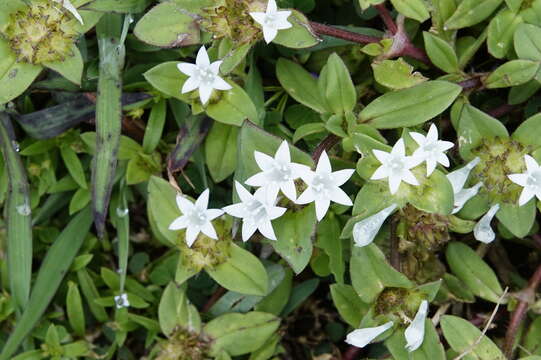 Image of rough Mexican clover