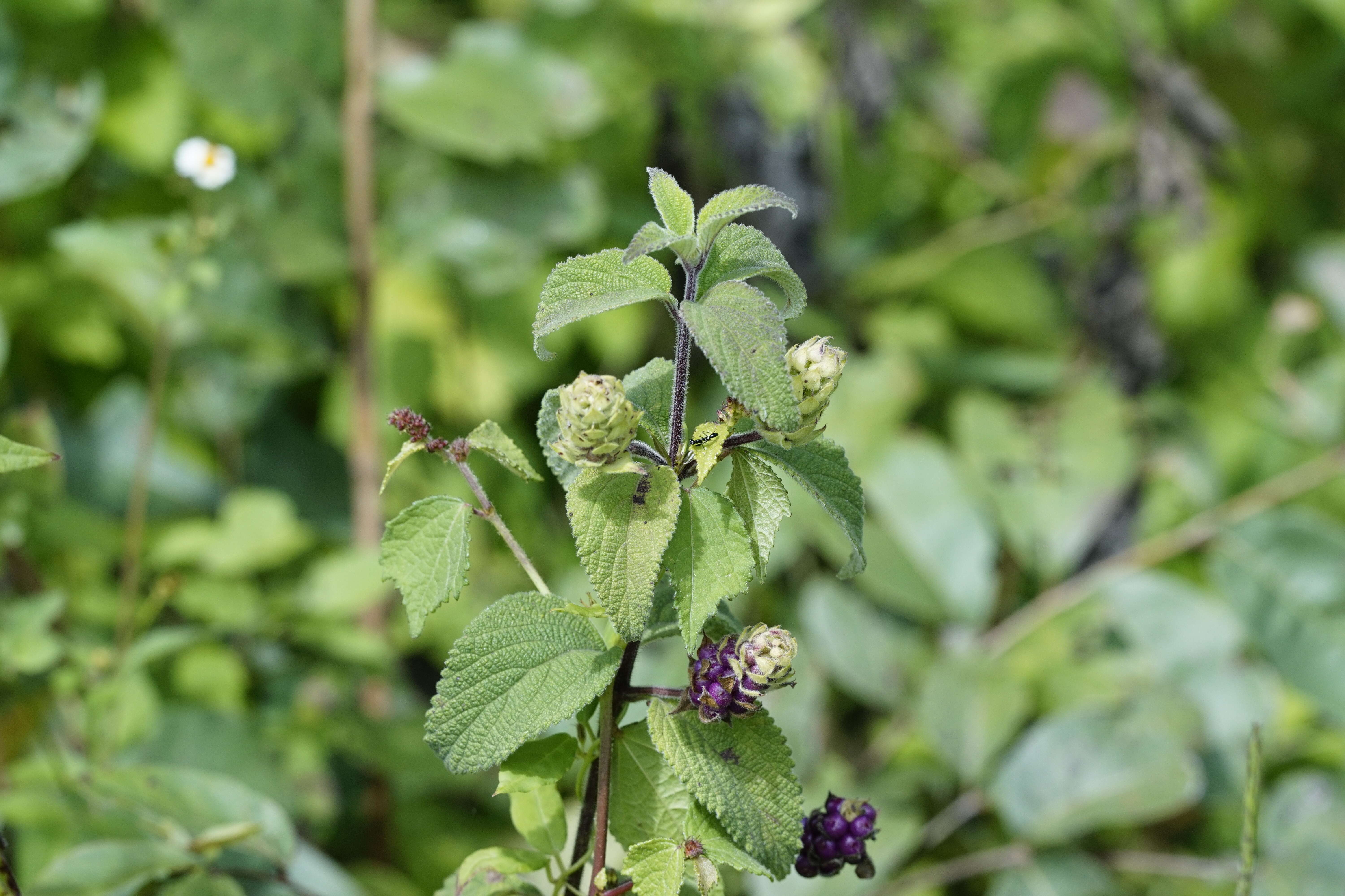 Image of lippia