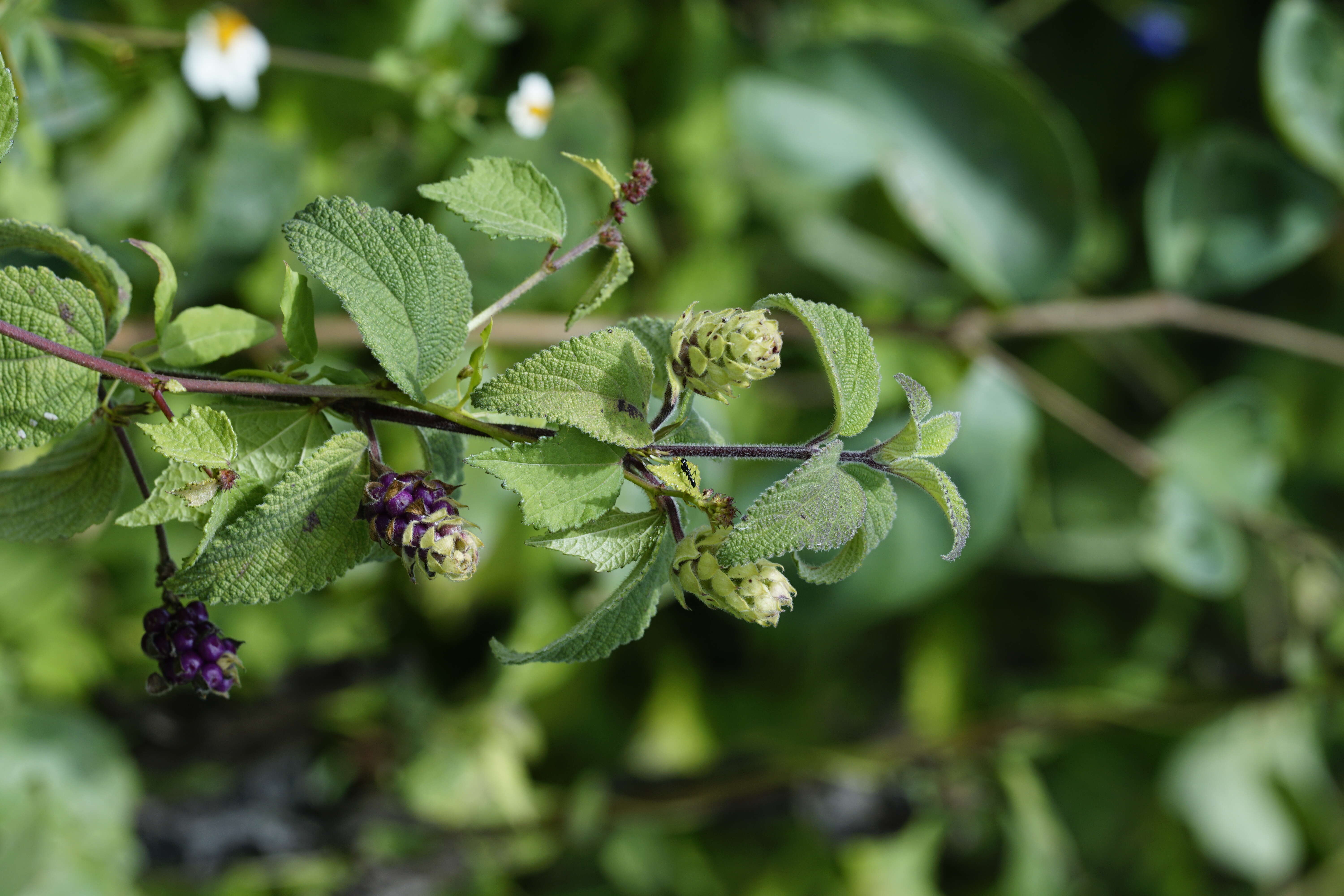 Image of lippia