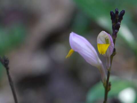 Gymnostachyum febrifugum Benth. resmi