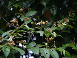 Image of Grewia umbellifera Bedd.