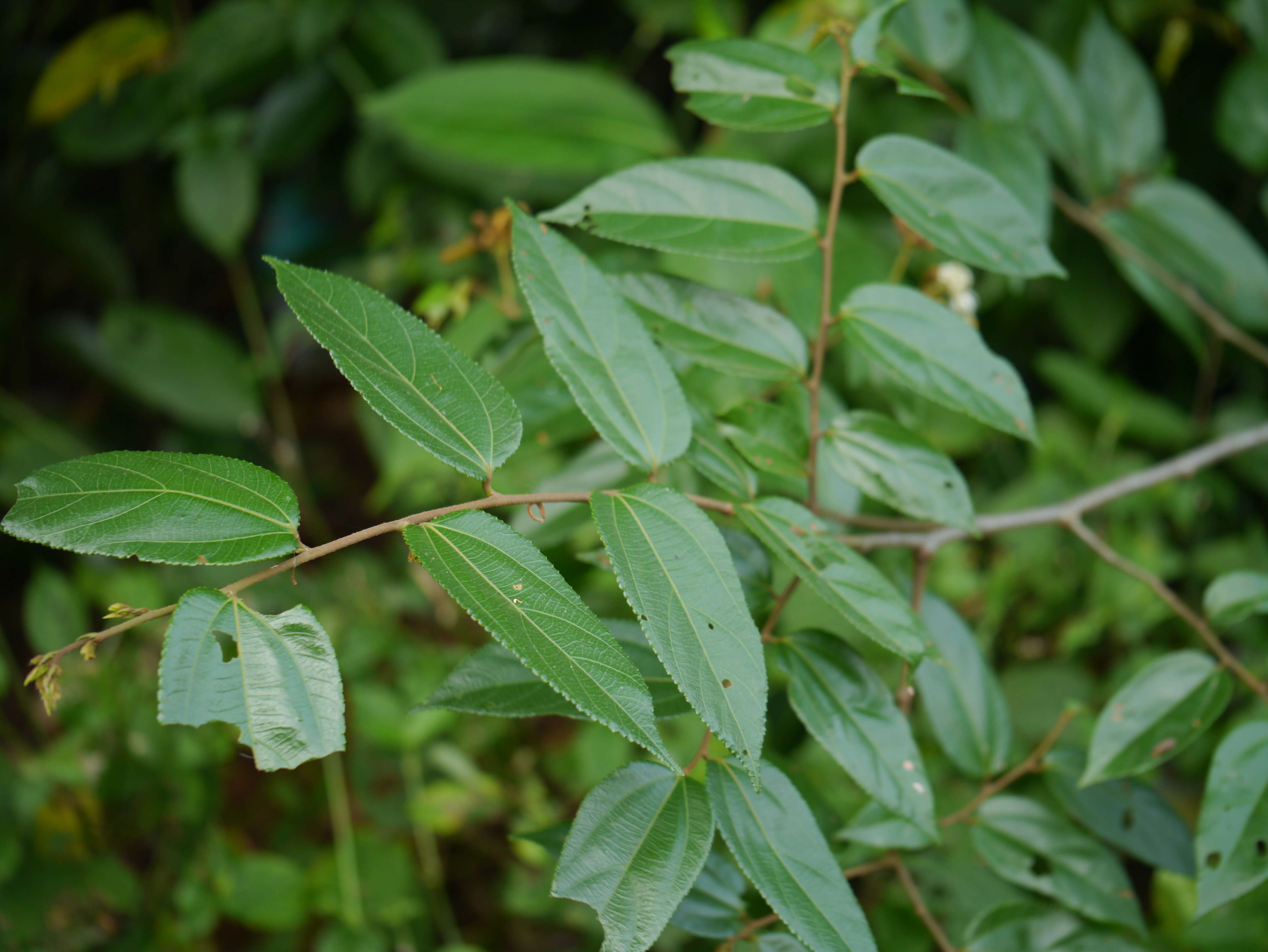 Image of Grewia umbellifera Bedd.