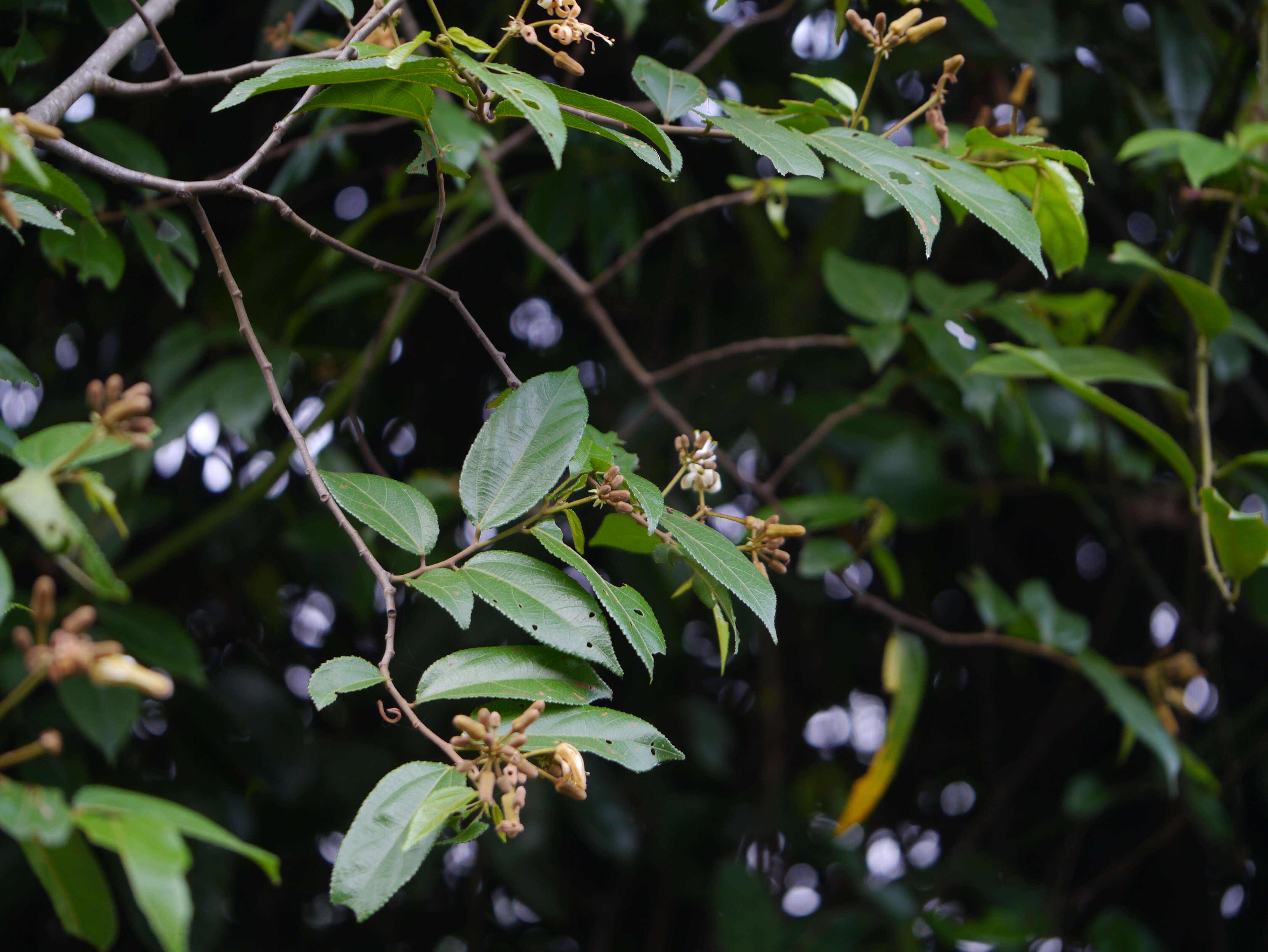 Image of Grewia umbellifera Bedd.