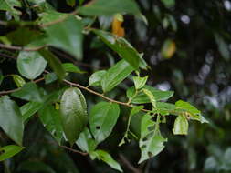 Image of Grewia umbellifera Bedd.