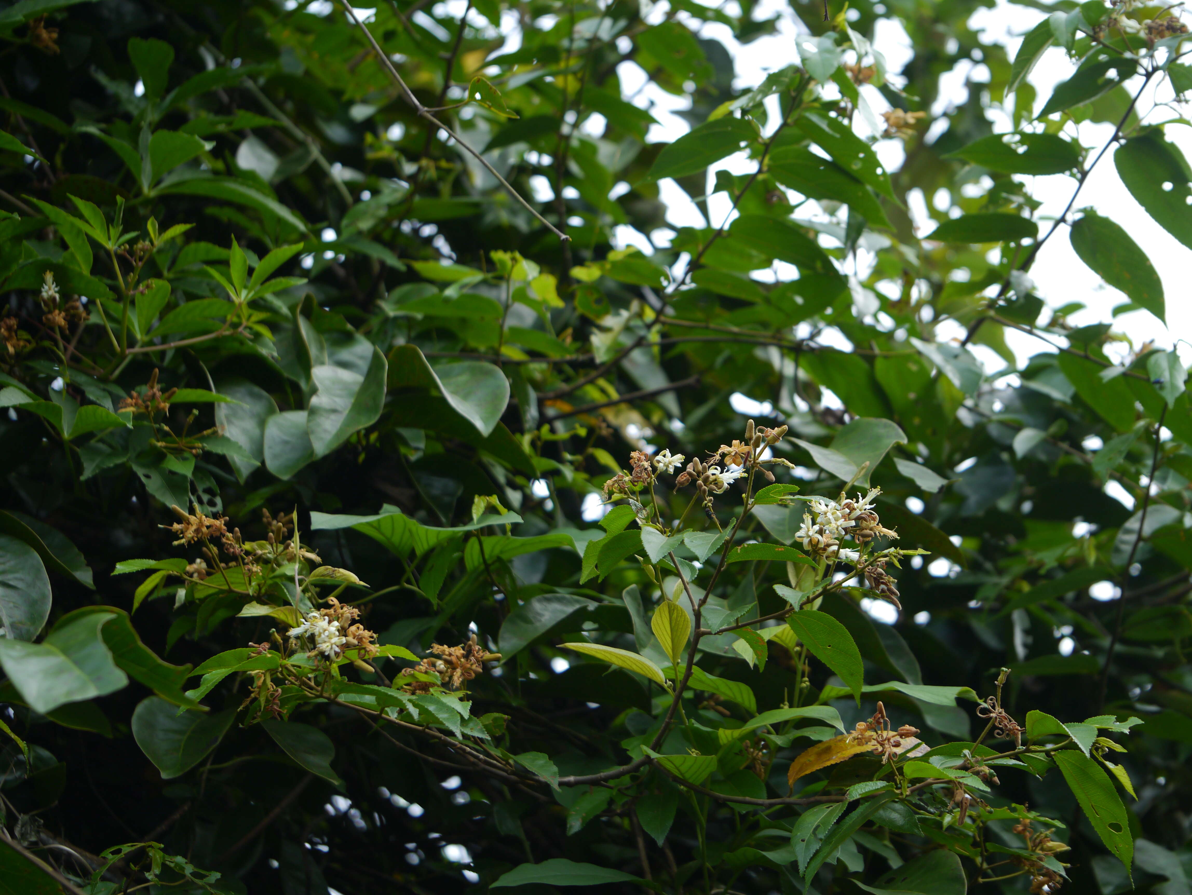 Image of Grewia umbellifera Bedd.