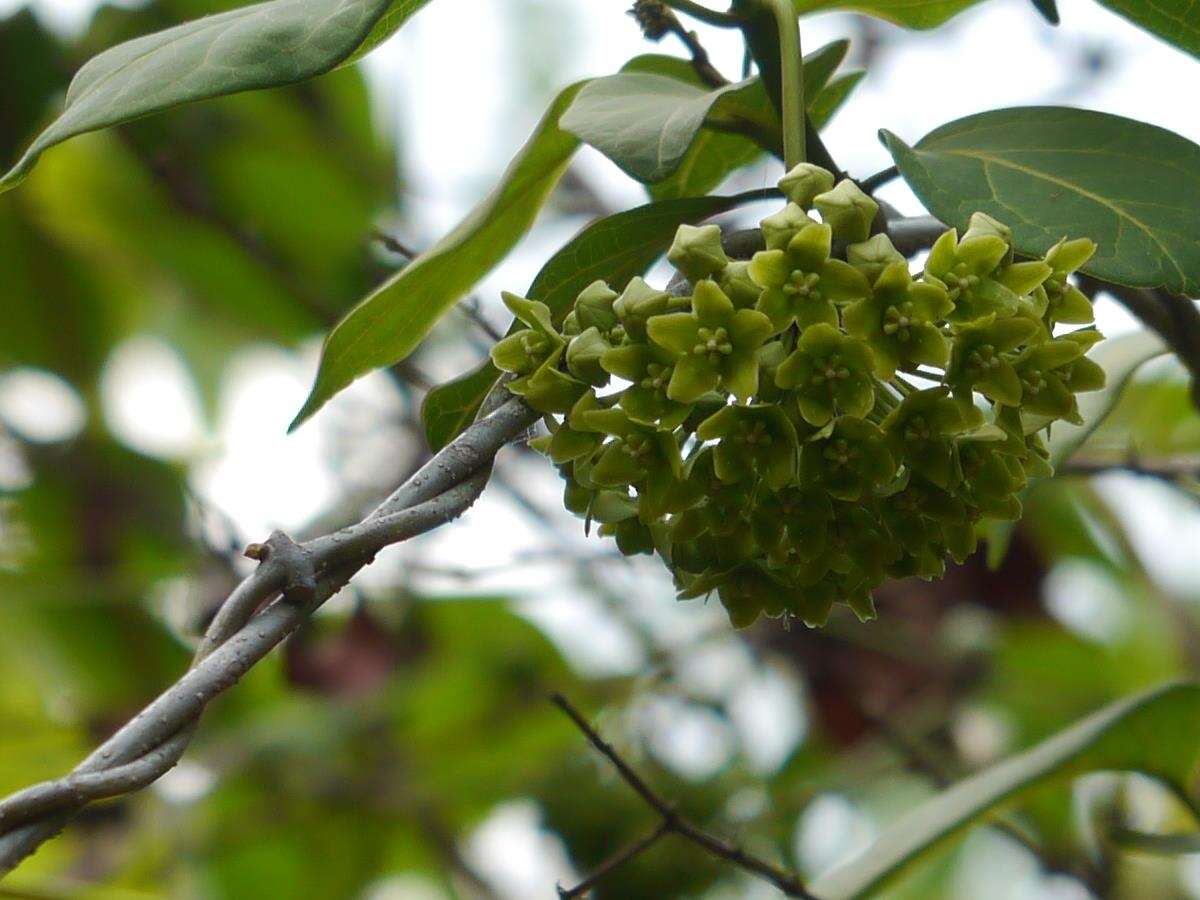 Image of Marsdenia volubilis (L. fil.) Cooke