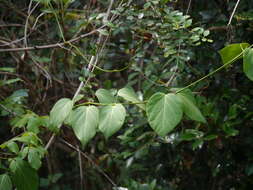 Image of Marsdenia volubilis (L. fil.) Cooke