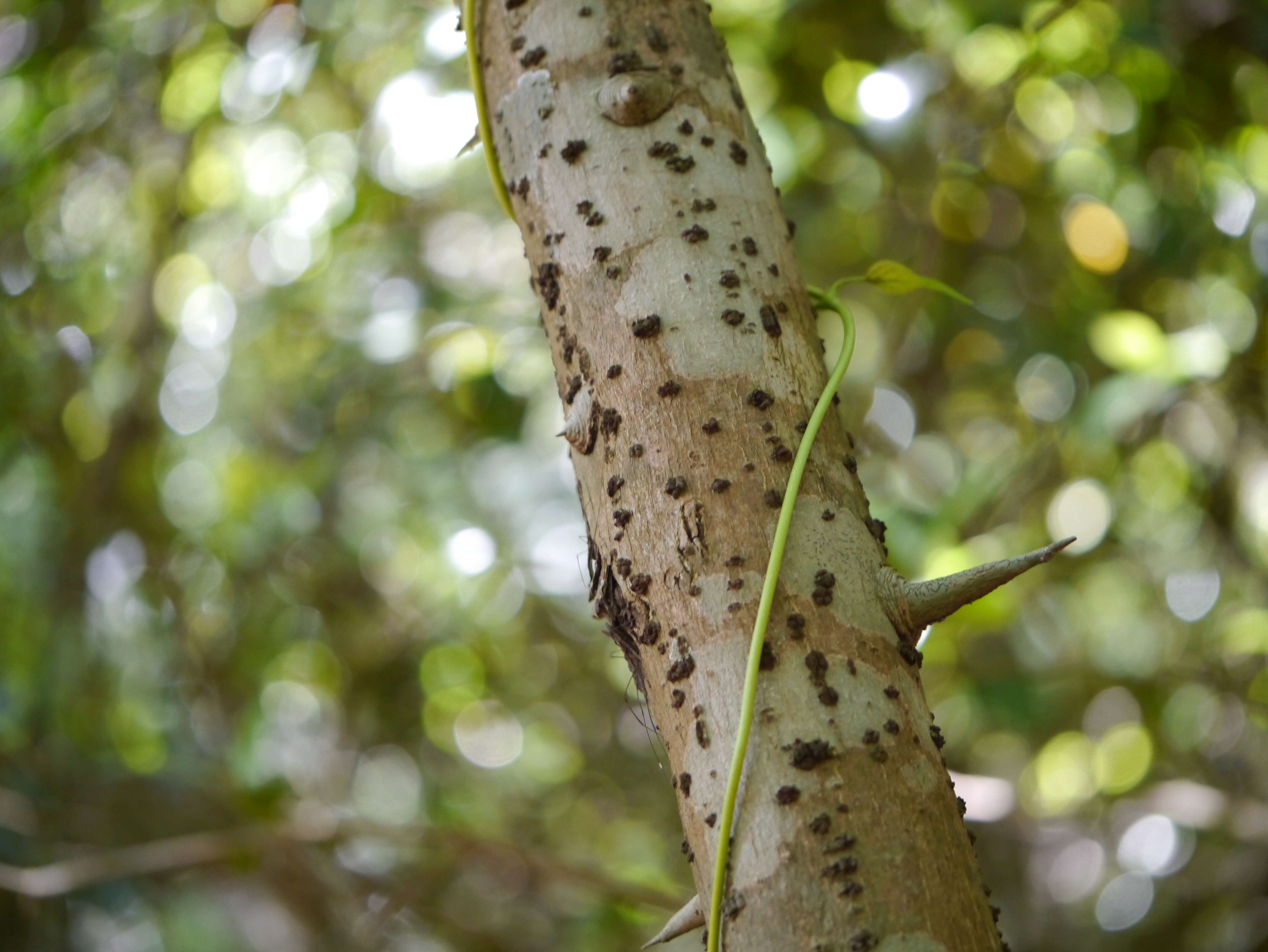 Image of Elaeagnus conferta Roxb.