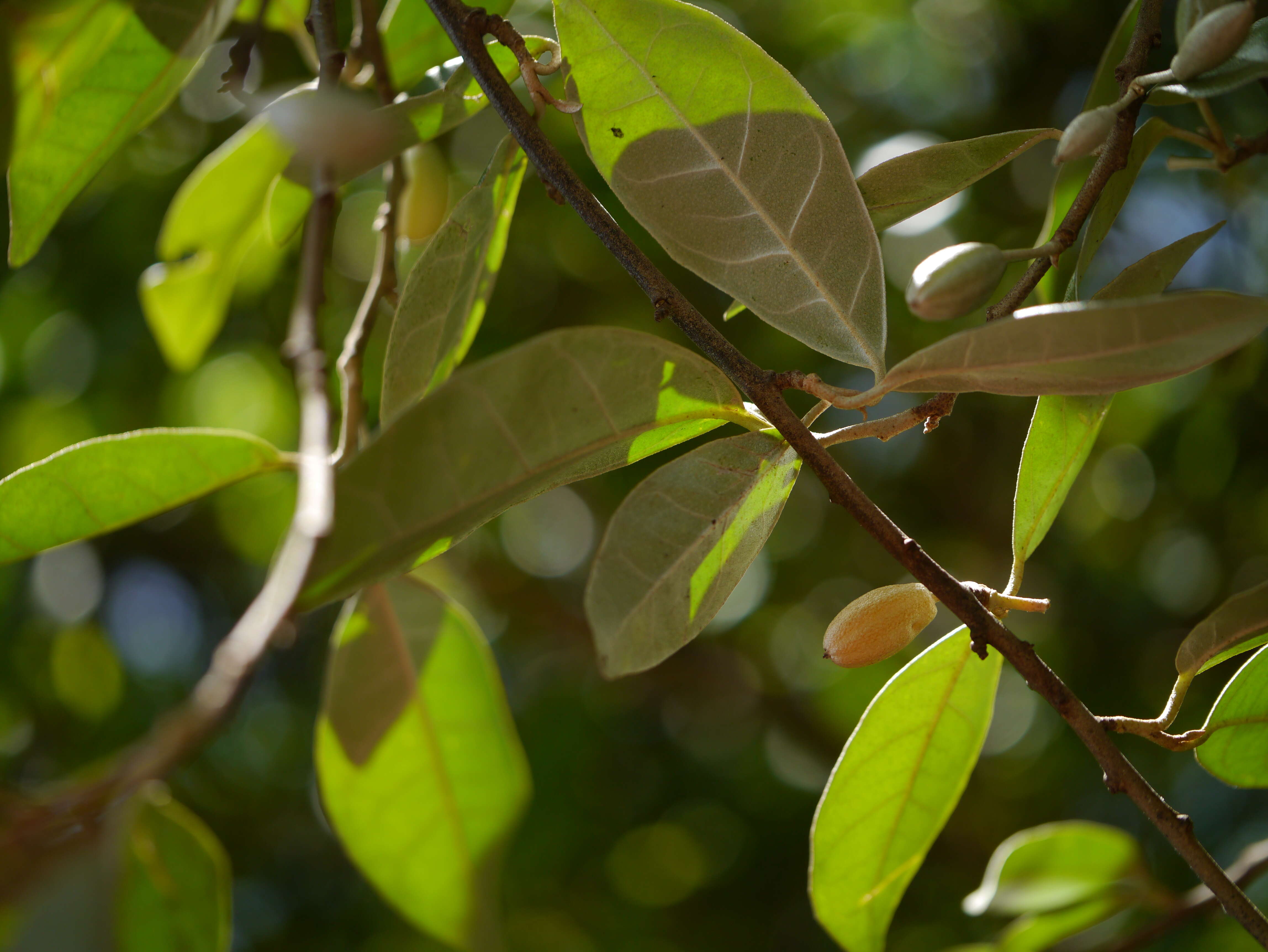 Image of Elaeagnus conferta Roxb.