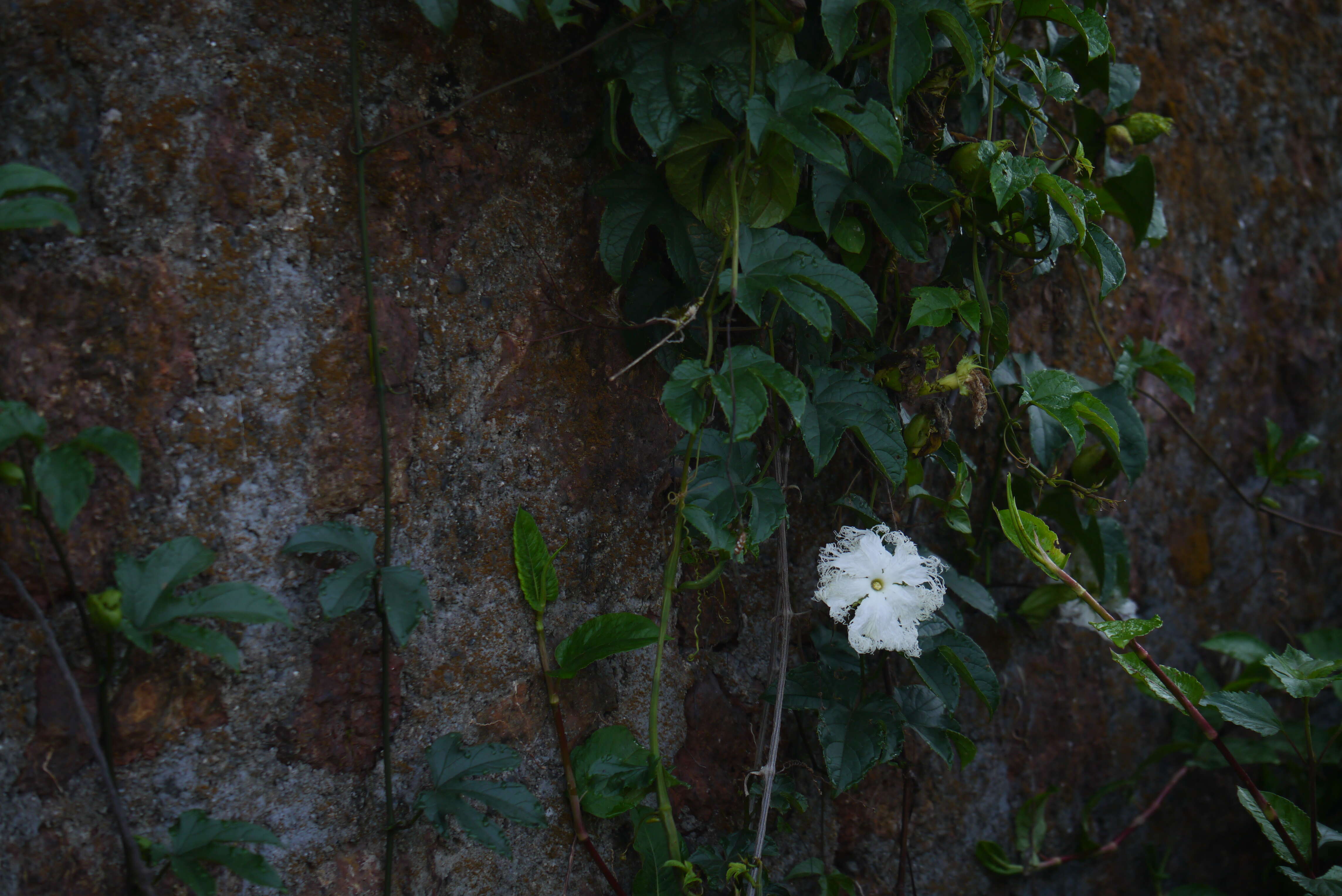 Image of Trichosanthes tricuspidata Lour.