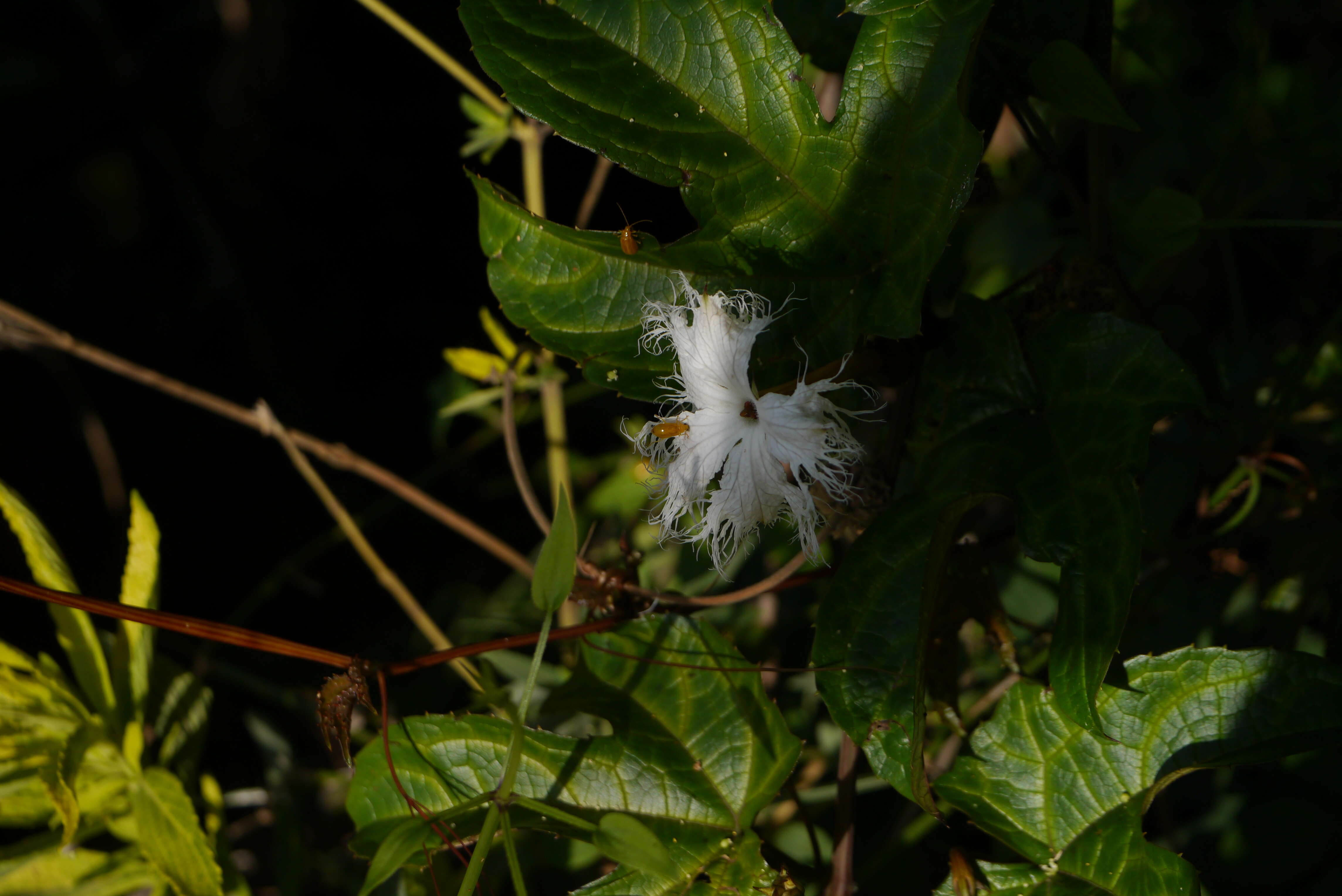 Image of Trichosanthes tricuspidata Lour.