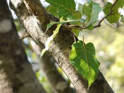 Image of Ficus arnottiana (Miq.) Miq.