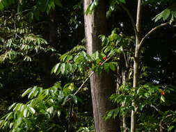 Image of tulip-wood tree