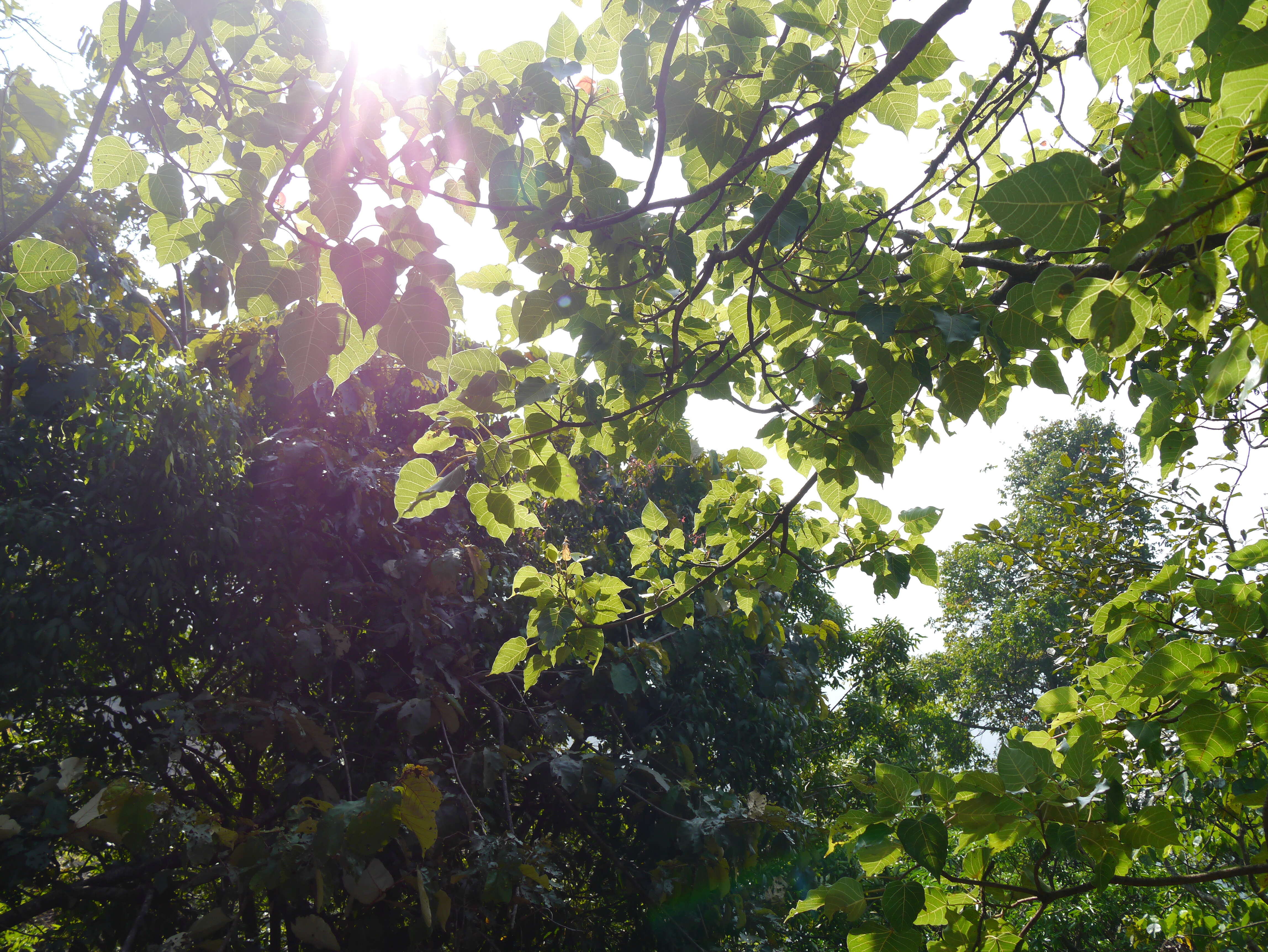 Image of Ficus arnottiana (Miq.) Miq.