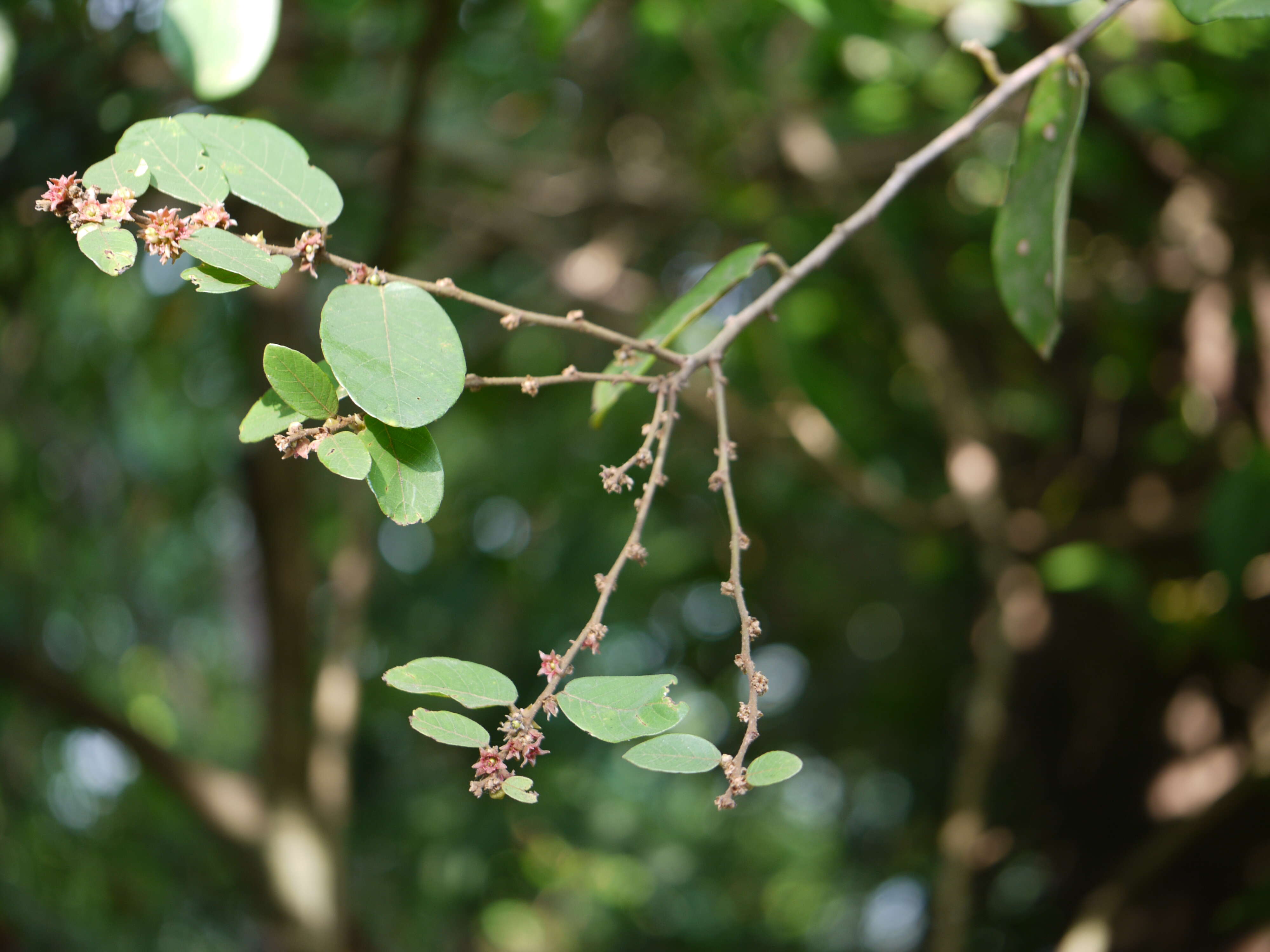 Image of Bridelia stipularis (L.) Blume