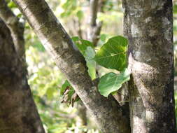 Image of Ficus arnottiana (Miq.) Miq.