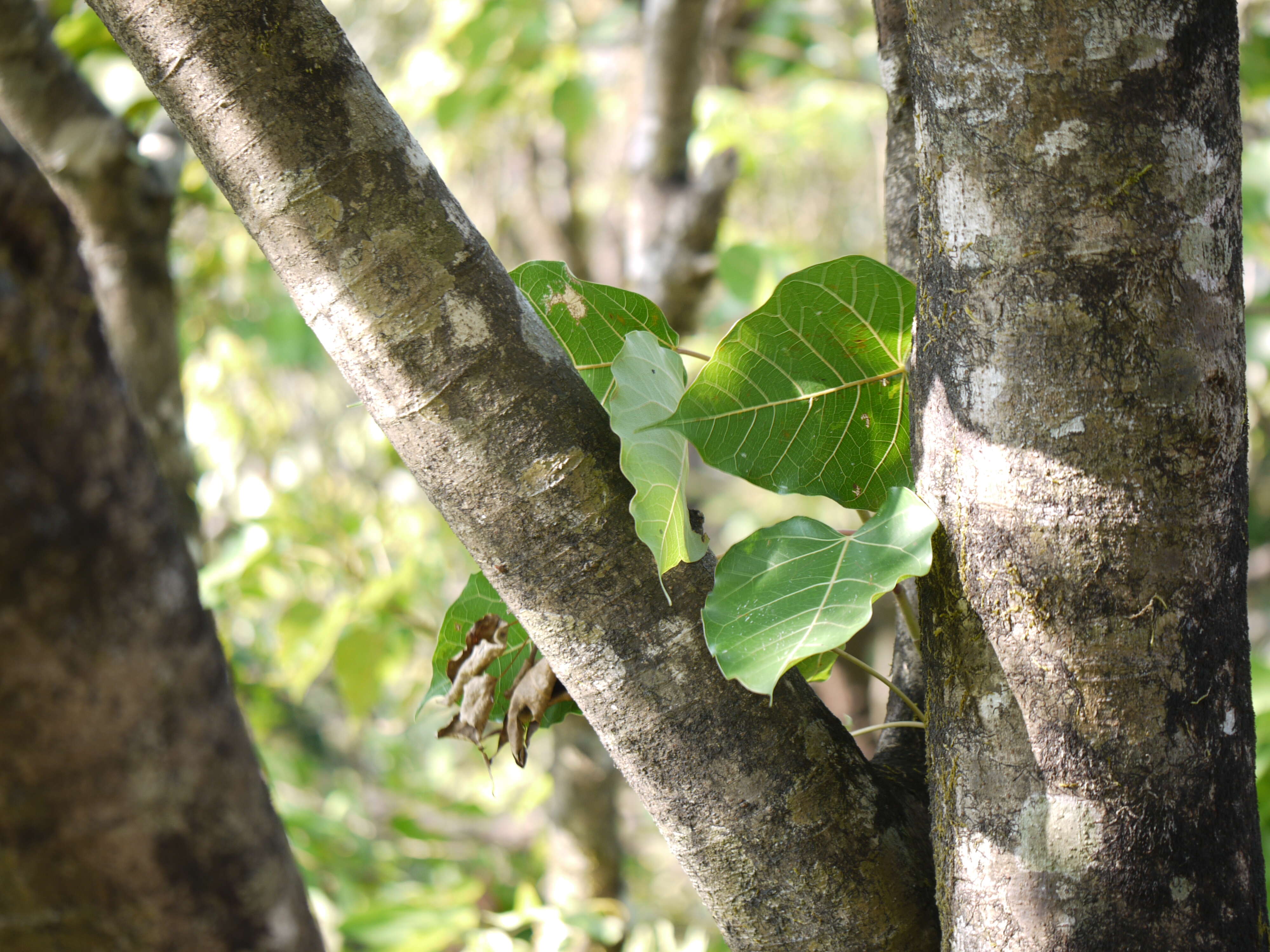 Image of Ficus arnottiana (Miq.) Miq.