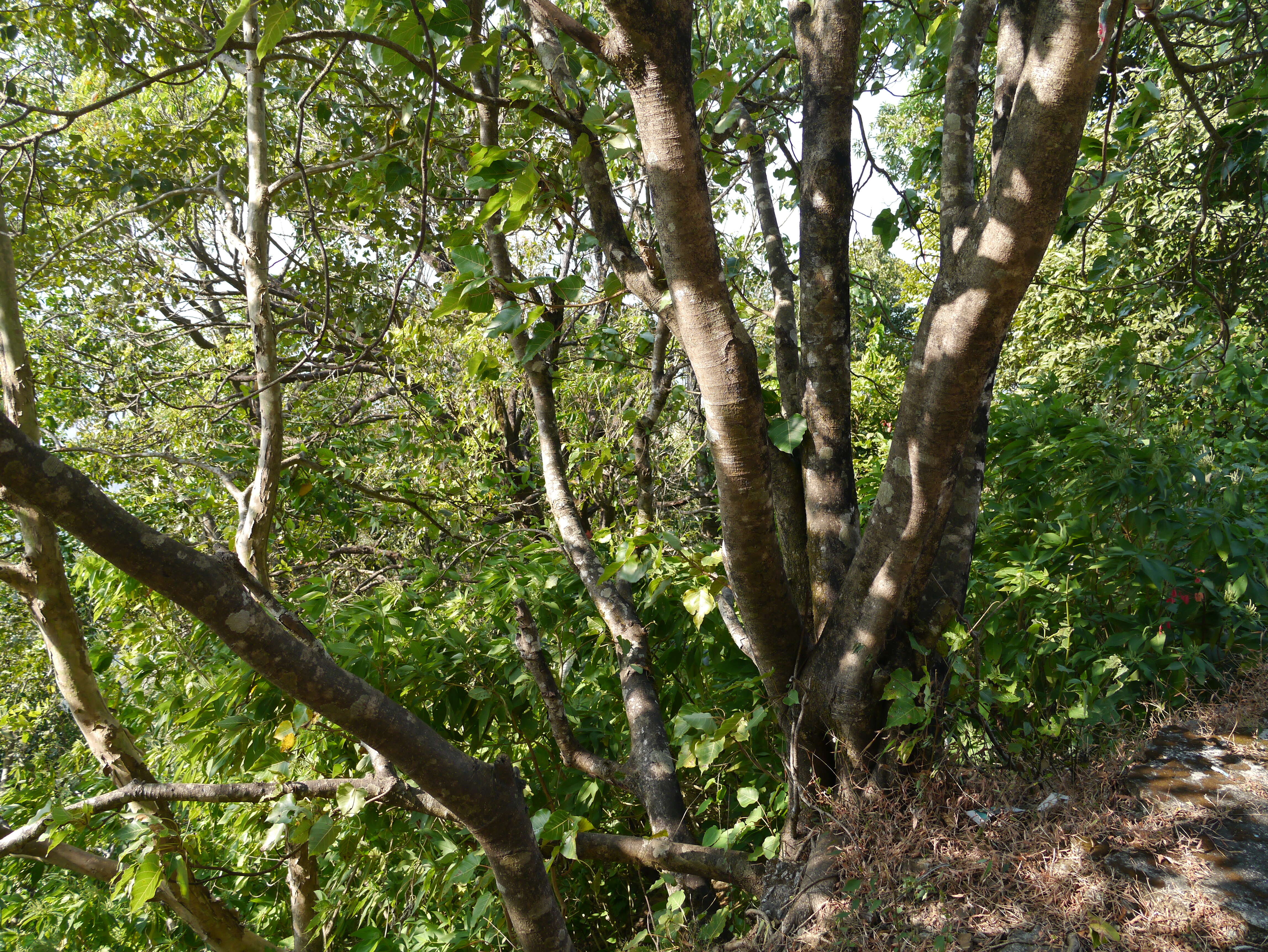 Image of Ficus arnottiana (Miq.) Miq.