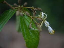 Image of Grewia umbellifera Bedd.