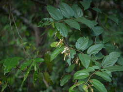 Image of Grewia umbellifera Bedd.