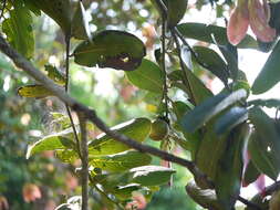 Image of Diospyros malabarica (Desr.) Kostel.