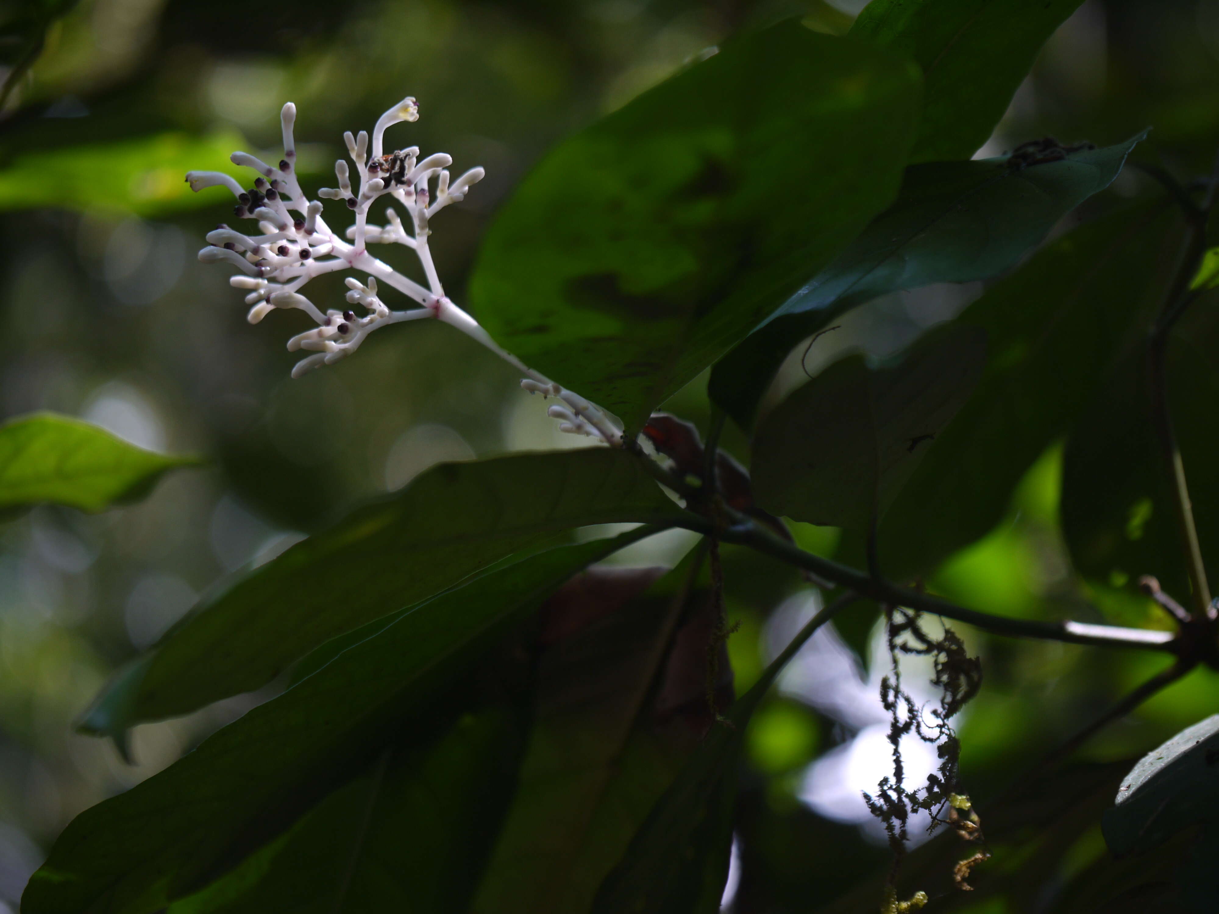 Imagem de Chassalia curviflora (Wall.) Thwaites