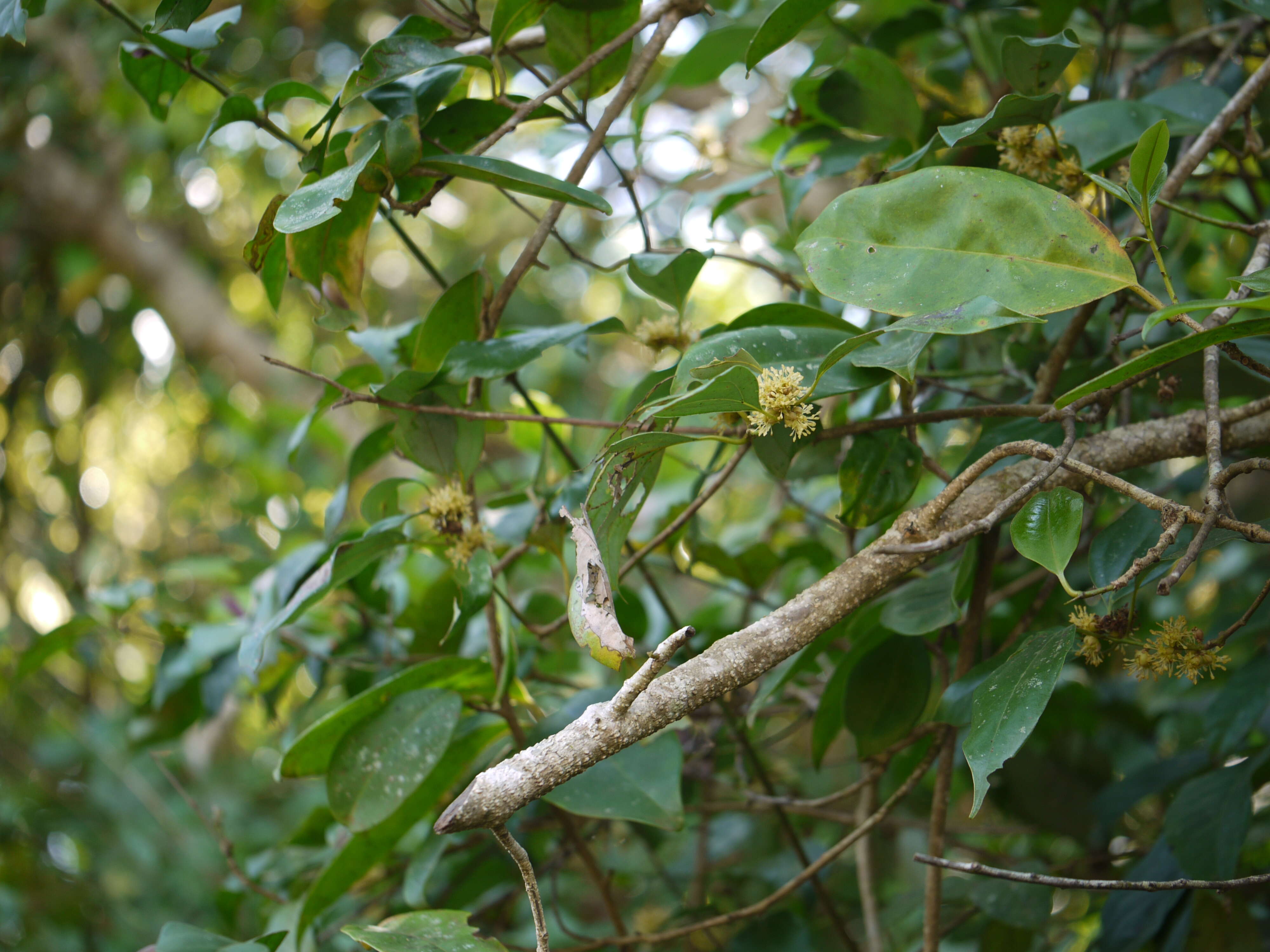 Imagem de Neolitsea cassia (L.) Kosterm.