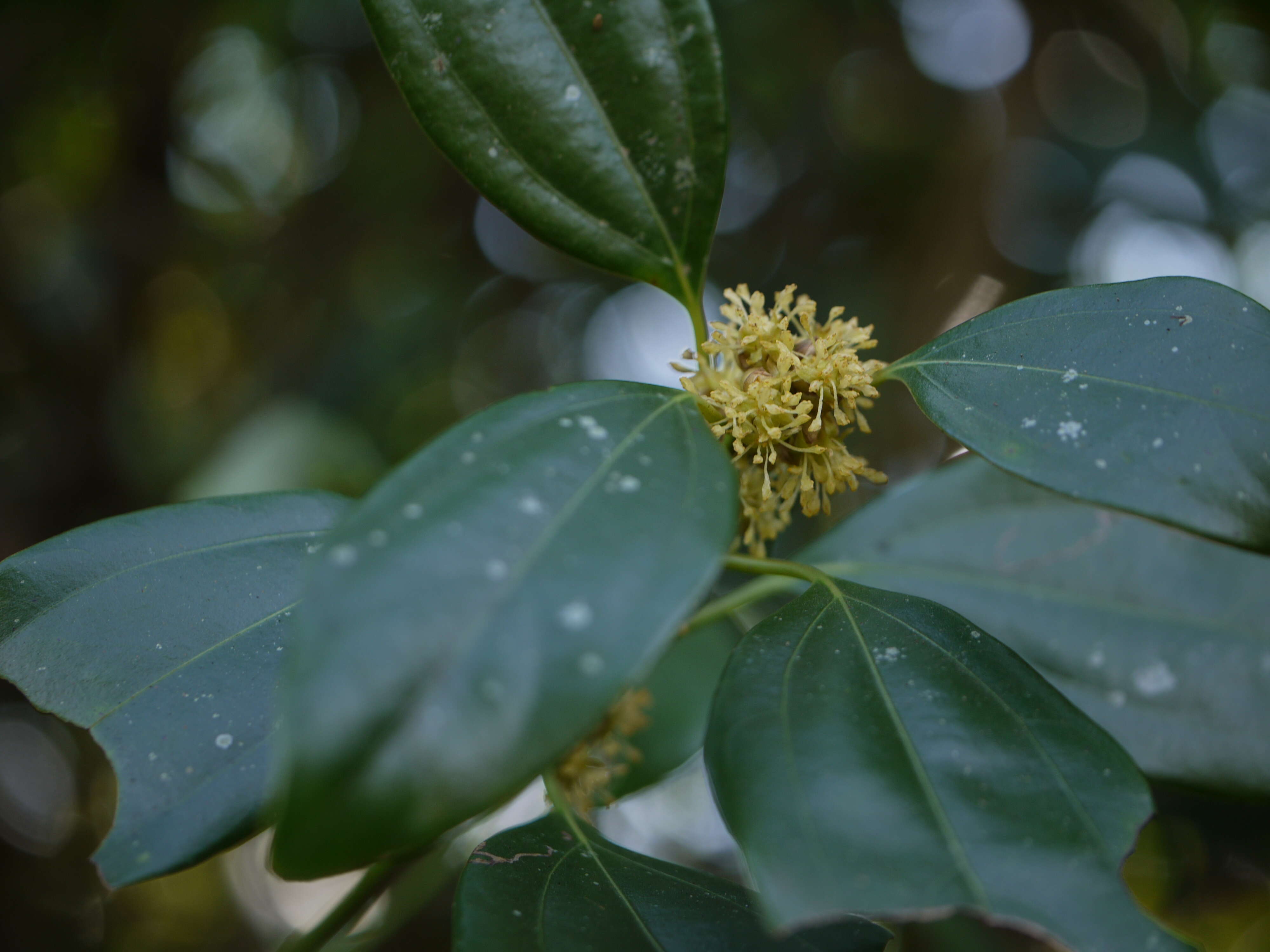 Imagem de Neolitsea cassia (L.) Kosterm.